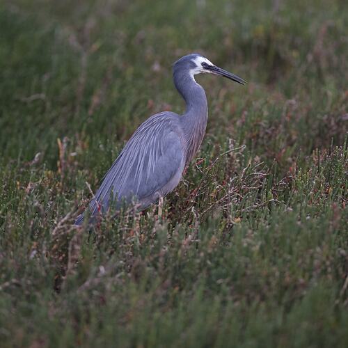 Side view of grey heron with white face on ground.