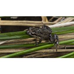 Dark patchy frog on reeds.