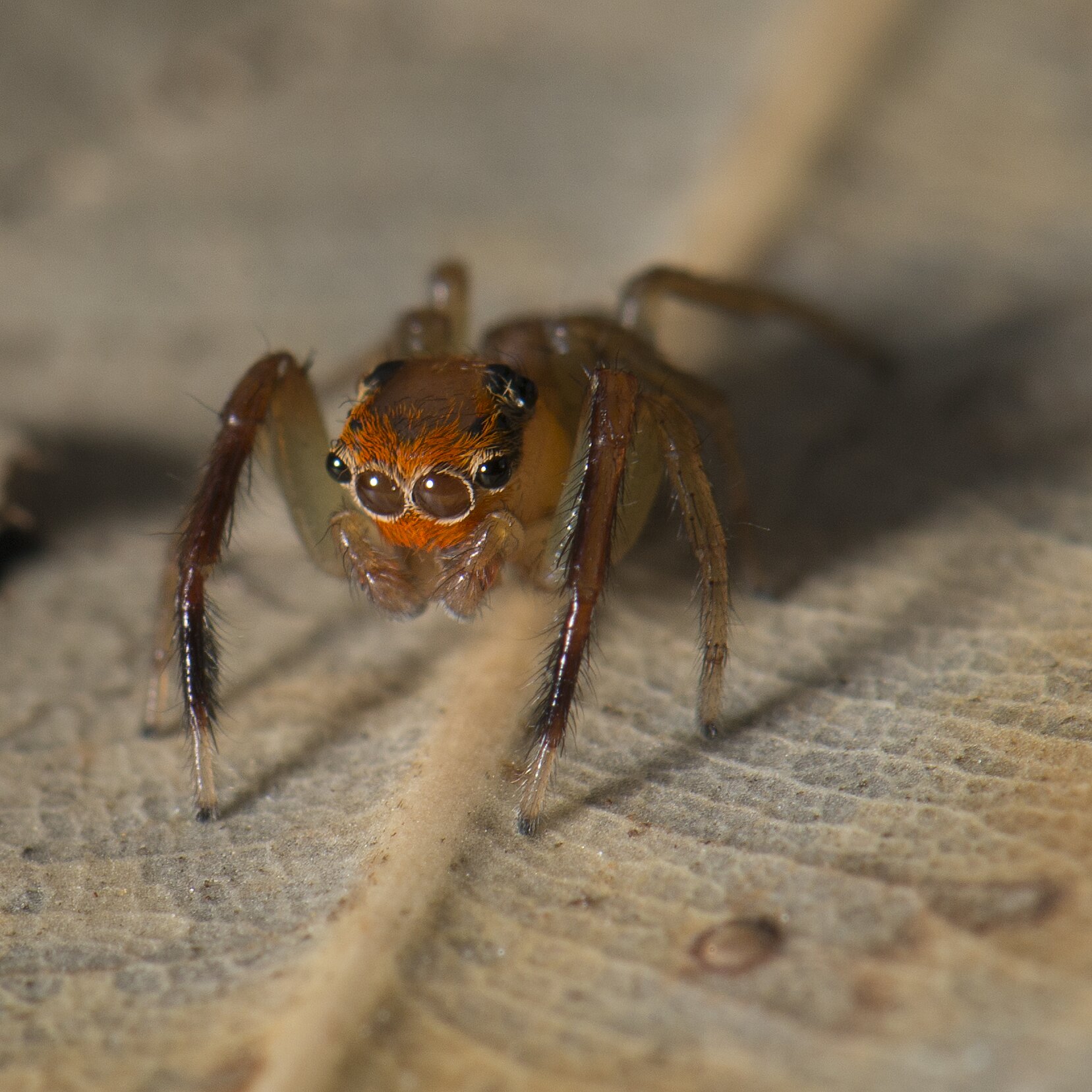 BACKYARD BIODIVERSITY: Jumping Spiders