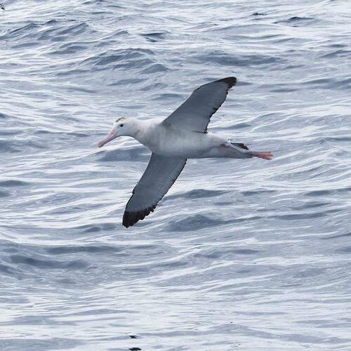 White-bellied seabird in flight over water.