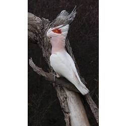 White and pink cockatoo on tree trunk.