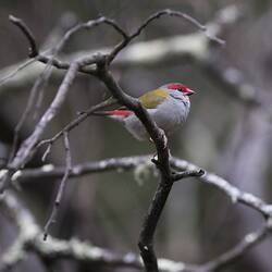 Red-browed Finch.