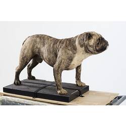 Taxidermied bulldog specimen.