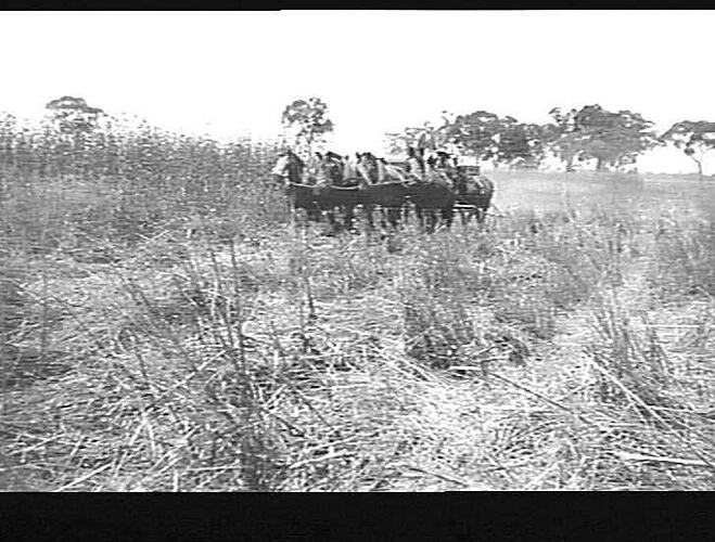 [EDITED FROM ACCOMPANYING LETTER]: `GRAYFIELD', KELVIN, GUNNEDAH. MR. PERRETT. [LETTER DESCRIBES HOW A DAMAGED & FLATTENED CROP WAS HARVESTED WITH A `SUNLIGHT' HEADER, WHEN PREVIOUSLY SUCH A CROP WAS BURNT BECAUSE IT WAS `NOT POSSIBLE TO HARVEST'. 15 PHOT