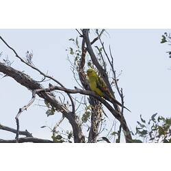 Yellow and green parrot in tree.