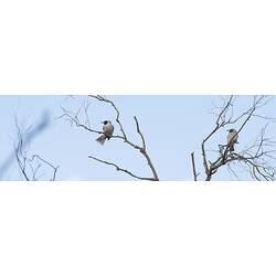 Masked Woodswallows.