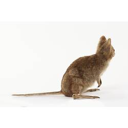 Side view of taxidermied Quokka specimen.