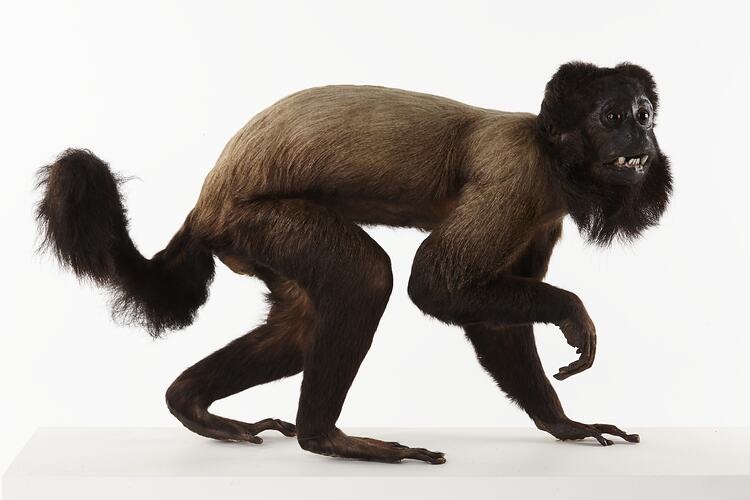 Side view of taxidermied brown monkey.
