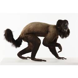 Side view of taxidermied brown monkey.