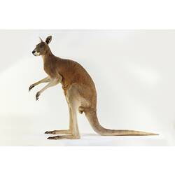 Side view of taxidermied Red Kangaroo specimen.