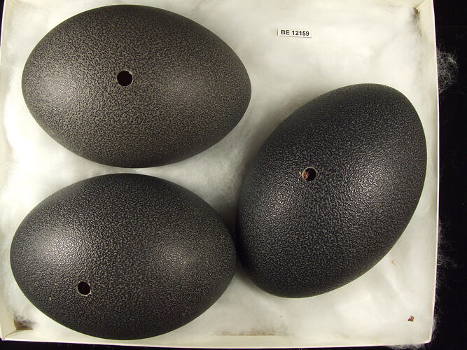 Three bird eggs with specimen label in box.