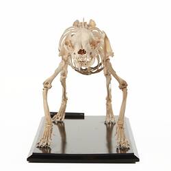 Kilburn Duke, prize winning bulldog. <em>Canis lupus familiaris</em>, skeleton. [C 29898.1]