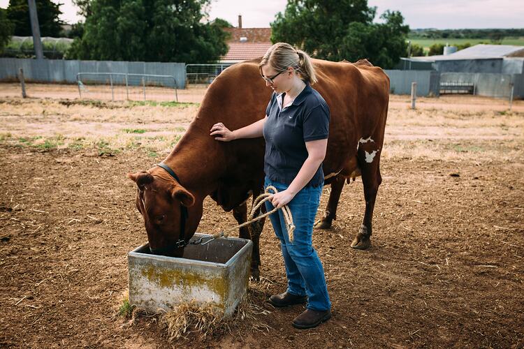 Woman feeding a cow on a farm from a concrete trough.
