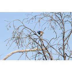 Black-chested, blue-headed bird in bare tree.