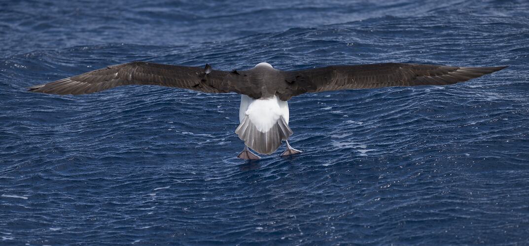 Albatross landing.