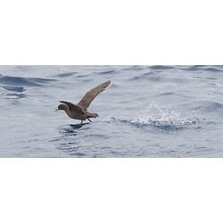 White-chinned Petrel.