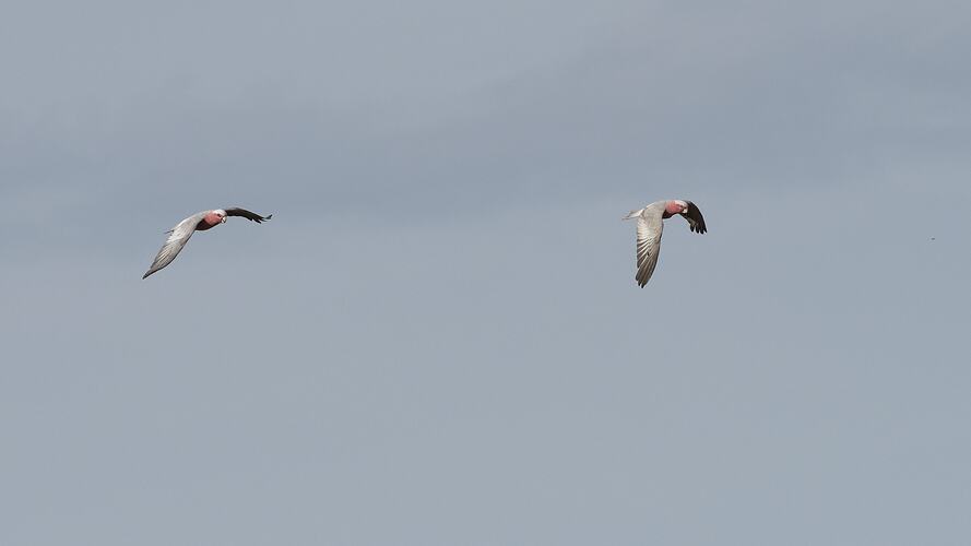 Two grey and pink birds in flight.
