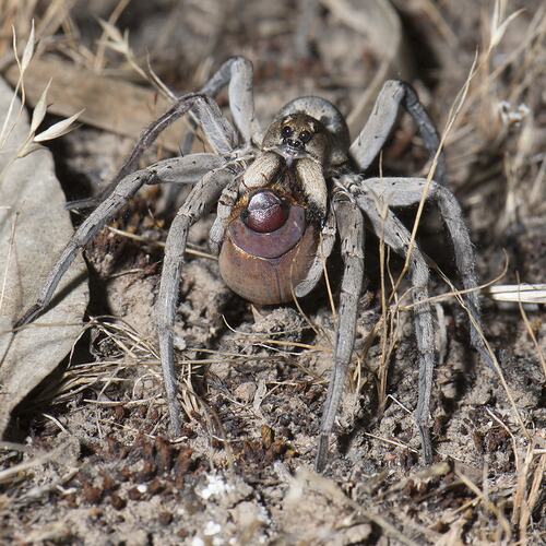 Wolf Spider.