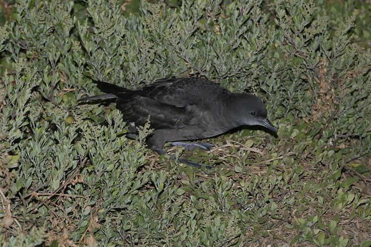 Black bird on shrubby ground.