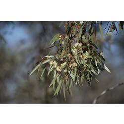 <em>Smicrornis brevirostris</em>, Weebill and nest. Hattah National Park, Victoria.