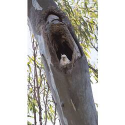 <em>Cacatua galerita</em>, Sulphur-crested Cockatoo in nest. Hattah National Park, Victoria.