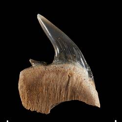 Dark fossil tooth on bone.