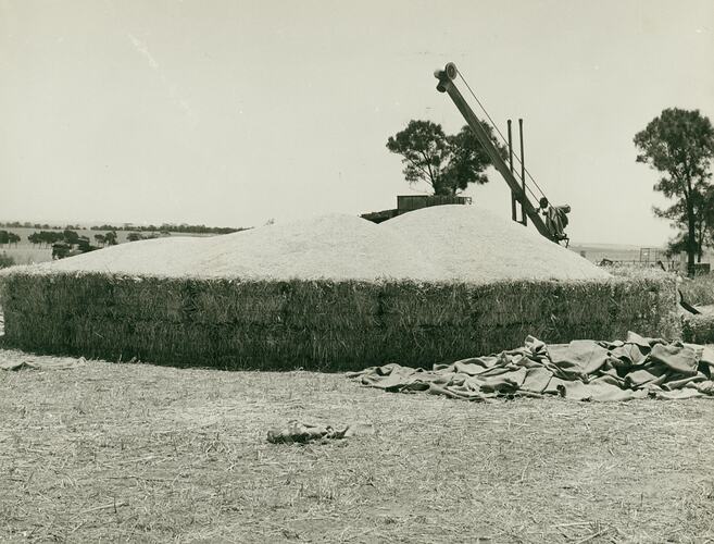 Photograph of a grain auger unloading into a temporary storage area enclosed with hay bales.