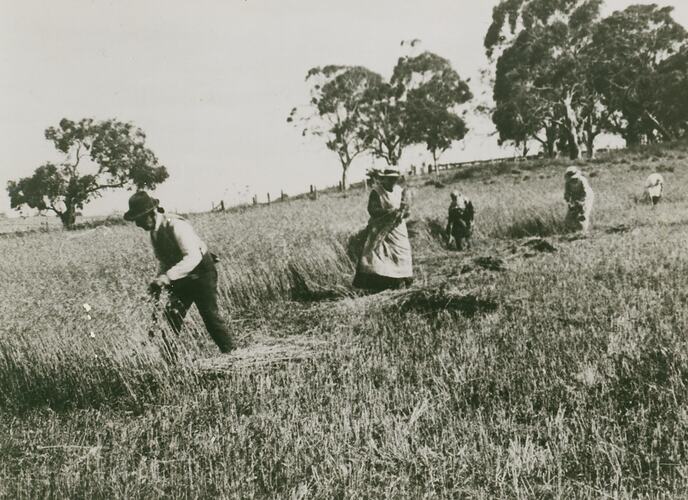 Men and women in field manually cutting hay.