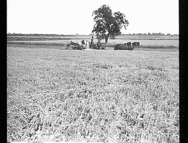RICE HEADER WITH NEW H.S.T. FRONT AND RUBBER TYRES ON D.J. LASHBROOK'S FARM, LEETON N.S.W. 170 ACRES YIELDING 2 1/4 TONS PER ACRE: 13 MAY 1936