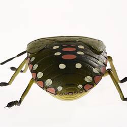 Wax model of a green six legged insect with black, pink and white spots down its back. Back view.