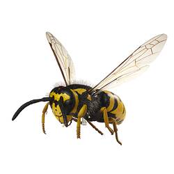 Model of black and yellow wasp.