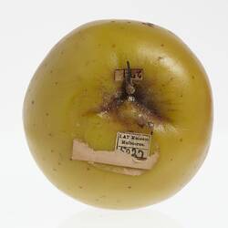 Yellow apple model with brown spots. Top view with brown stem and multiple labels.