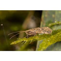 Otway Bioscan - Freshwater insects