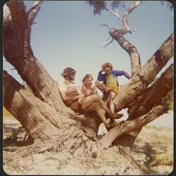 Man with a young girl and boy sitting in a tree.