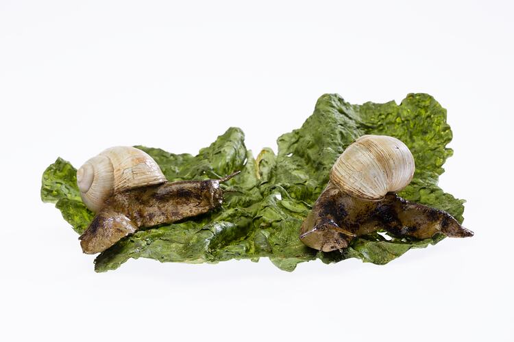 Model of snails on lettuce.