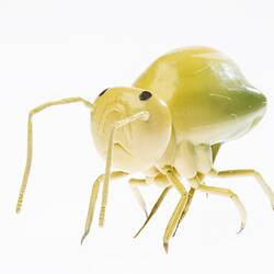 Model - Lucerne Flea, Magnified X50, 1956