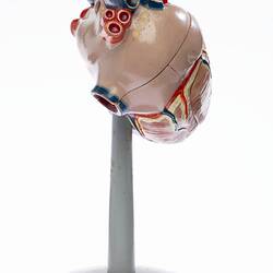 Human Heart Model