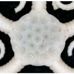 White Monkey Brittle Star with close-up of dorsal disc on black background.