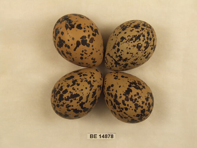 Four bird eggs with specimen label.