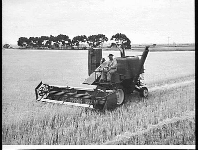 726 SELF-PROPELLED HEADER IN CROP OF BARLEY AT ROCKBANK: NOV 1951