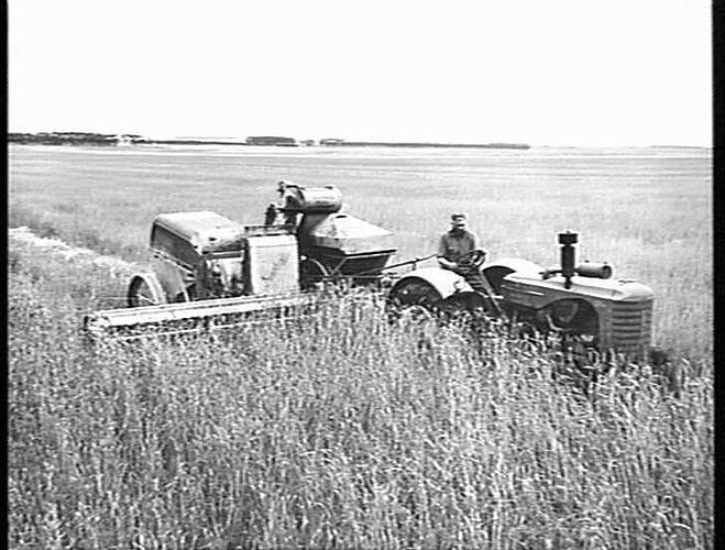 MR. F. M. FUNSTON, `SPRINGVANK', LINTON, VIC., NO. 4 HEADER AND 55K TRACTOR IN 10-BAG CROP OF QUADRAT WHEAT: JAN 1953