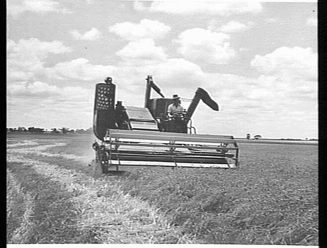 MASSEY-HARRIS `780' SELF-PROPELLED HARVESTING WHEAT ON THE PROPERTY OF A. T. COATES & SON, ST. ARNAUD, VIC.: JAN 1955
