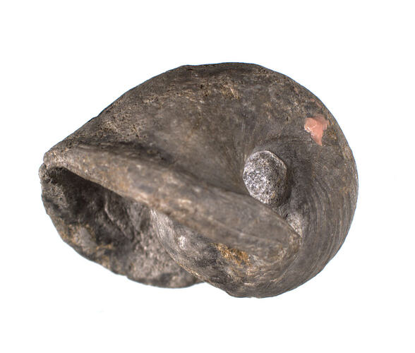 <em>Bellerophon (Bellerophon) cresswelli</em>, mollusc fossil. [P 42246]