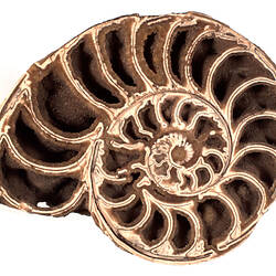 <em>Arietites bisulcatus</em>, ammonoid fossil. [P 67800]
