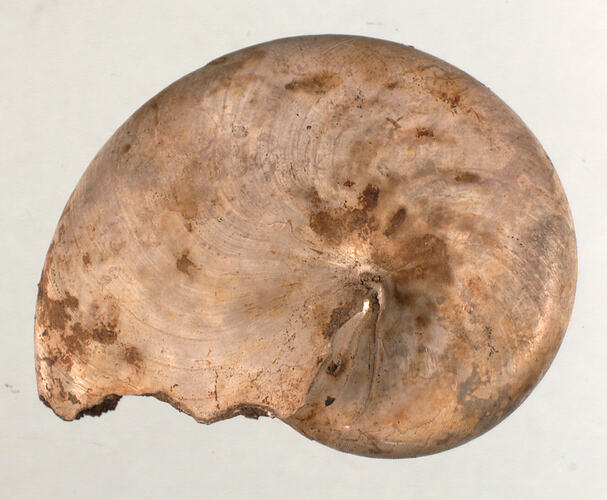 <em>Aturia ziczac</em>, nautiloid fossil. [P 147852]