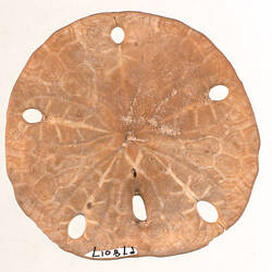 <em>Mellitella californica</em>, fossil sea urchin.  Registration no. P 78017.
