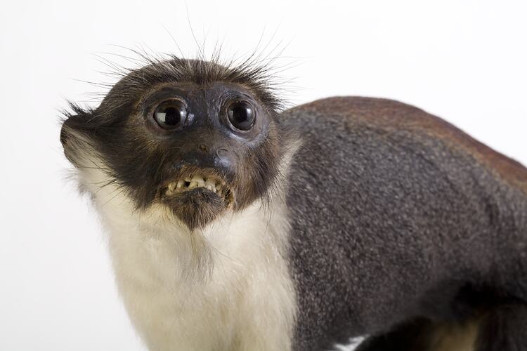 Detail of face of mounted Diana Monkey specimen.