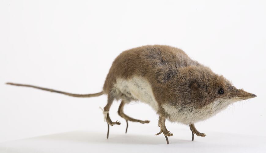 Taxidermy mount of small shrew with pointed nose.