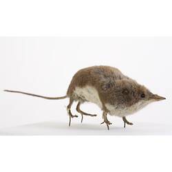 Taxidermy mount of small shrew with pointed nose.