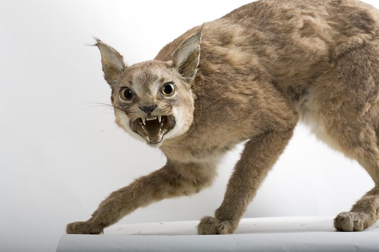 Taxidermied Caracal specimen mounted snarling.